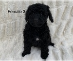 Small Photo #8 Poodle (Toy) Puppy For Sale in AUBURN, CA, USA