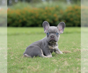 French Bulldog Puppy for sale in CORAL SPRINGS, FL, USA