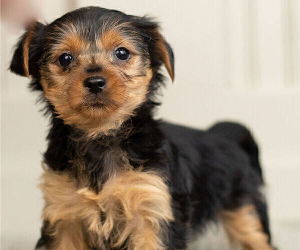 Medium Photo #1 YorkiePoo Puppy For Sale in WARSAW, IN, USA