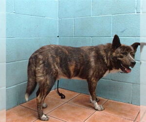 American Pit Bull Terrier-Unknown Mix Dogs for adoption in Downey, CA, USA