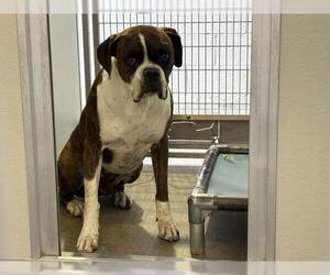 Boxer Dogs for adoption in Corona, CA, USA