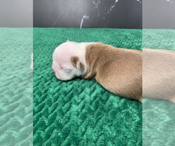 Medium Photo #10 Boston Terrier Puppy For Sale in TULARE, CA, USA