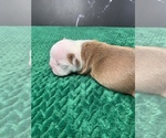 Small Photo #10 Boston Terrier Puppy For Sale in TULARE, CA, USA