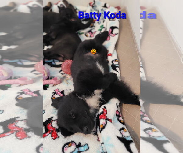 Medium Photo #3 Australian Shepherd-Rat Terrier Mix Puppy For Sale in Des Moines, IA, USA