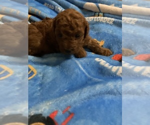 Poodle (Toy) Puppy for sale in DULUTH, GA, USA