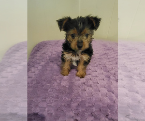 Yorkshire Terrier Puppy for Sale in CLAREMORE, Oklahoma USA