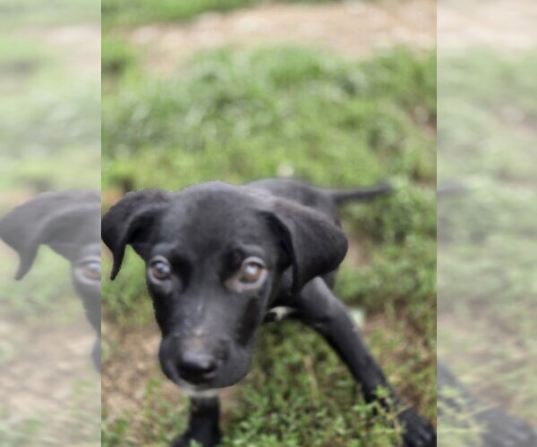 Medium Photo #3 Dachsador Puppy For Sale in Aurora, IN, USA