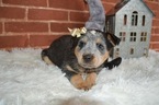 Small Photo #2 Australian Cattle Dog Puppy For Sale in HONEY BROOK, PA, USA