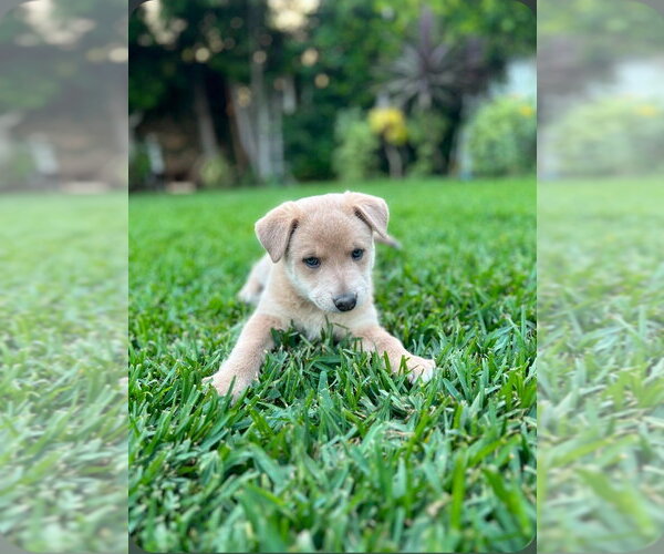 Medium Photo #7 Mutt Puppy For Sale in Lake Forest, CA, USA