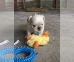 Small Photo #7 Shih Tzu Puppy For Sale in MILTON, FL, USA
