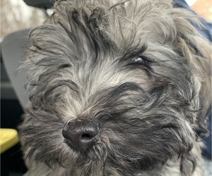 Havanese Puppy for sale in KODAK, TN, USA