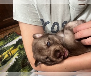 Gerberian Shepsky Puppy for sale in EXETER, RI, USA