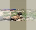 Small #1 Cane Corso