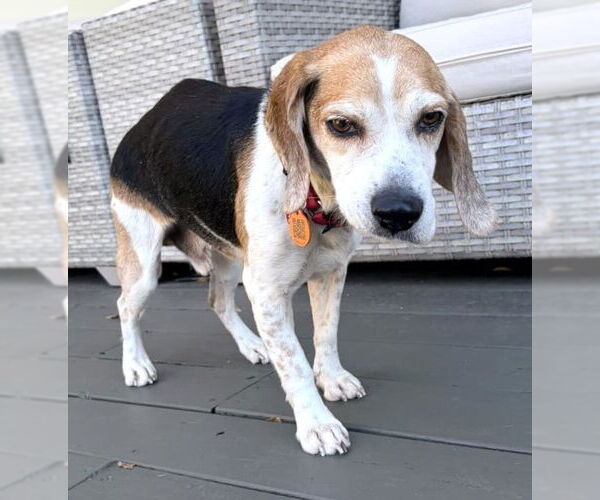 Medium Photo #5 Beagle Puppy For Sale in Dunnellon, FL, USA