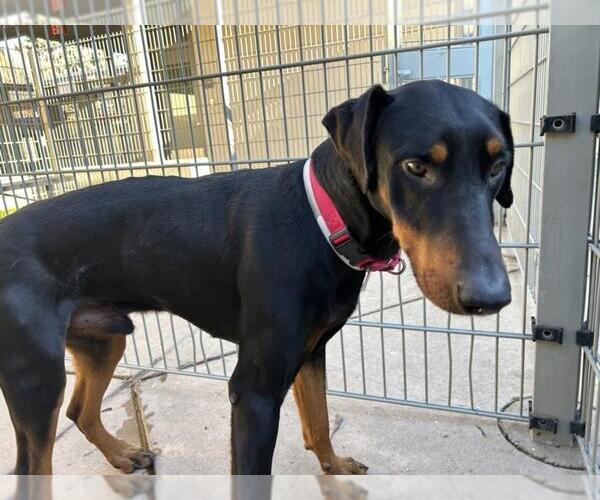 Medium Photo #1 Doberman Pinscher Puppy For Sale in Martinez, CA, USA