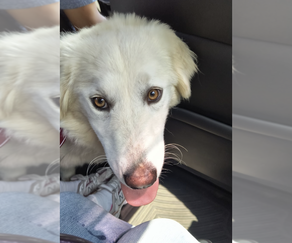 Medium Photo #3 Great Pyrenees-Unknown Mix Puppy For Sale in Brooklyn, NY, USA