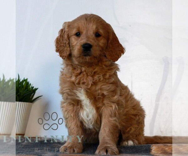 Medium Photo #1 Goldendoodle (Miniature) Puppy For Sale in LITITZ, PA, USA