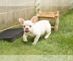 Small French Bulldog