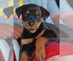 Small #5 Rottweiler