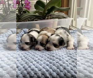 Morkie Puppy for sale in DES PLAINES, IL, USA