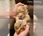 Puppy Daisy Miniature Labradoodle