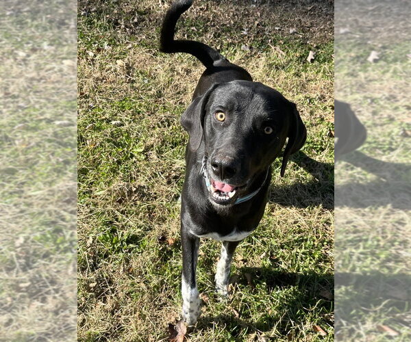 Medium Photo #8 Labrador Retriever-Unknown Mix Puppy For Sale in Osgood, IN, USA