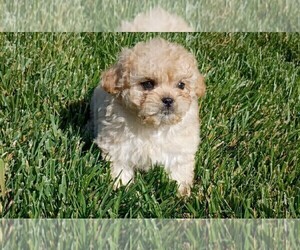 Maltipoo Puppy for sale in ROSEVILLE, CA, USA