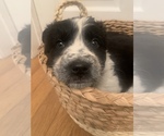 Small Photo #2 Australian Cattle Dog-Border Collie Mix Puppy For Sale in ODIN, IL, USA