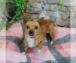 Small #1 Chihuahua Mix