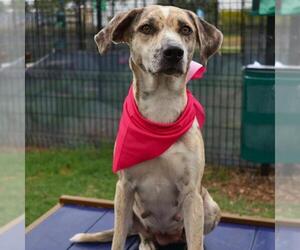Catahoula Leopard Dog-Unknown Mix Dogs for adoption in San Antonio, TX, USA