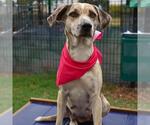 Small Catahoula Leopard Dog Mix