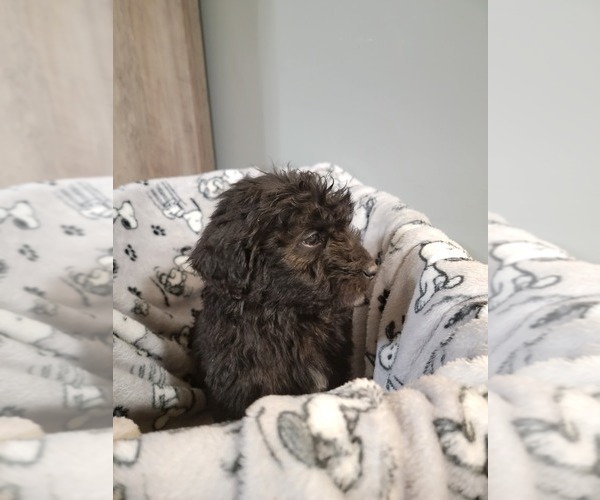 Medium Photo #2 Aussiedoodle Puppy For Sale in NEW YORK MILLS, MN, USA