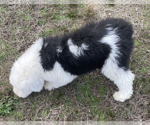 Medium Photo #3 Old English Sheepdog Puppy For Sale in WAKE FOREST, NC, USA