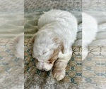 Small Photo #11 Goldendoodle (Miniature) Puppy For Sale in PENSACOLA, FL, USA