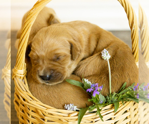 Golden Retriever Puppy for sale in SAN ANTONIO, TX, USA