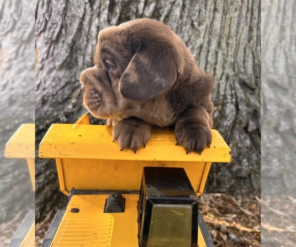 Medium Photo #3 Cocker-Pei Puppy For Sale in MIDDLEBURY, IN, USA