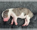 Small Photo #46 Aussiedoodle Miniature  Puppy For Sale in ROCK HILL, SC, USA