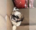 Small Photo #6 Shih Tzu Puppy For Sale in PEMBROKE PINES, FL, USA