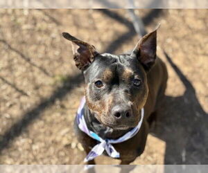 Mutt Dogs for adoption in Tulsa, OK, USA