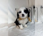 Max - Male Bernedoodle Puppy for Sale - Photo #3