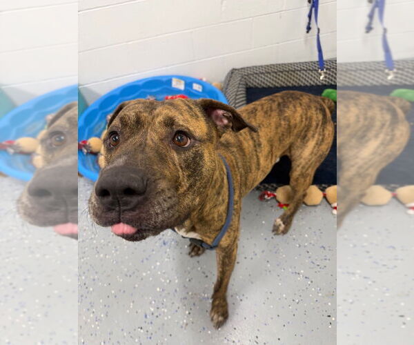 Medium Photo #3 American Staffordshire Terrier Puppy For Sale in Pierceton , IN, USA