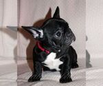 Small Photo #3 French Bulldog Puppy For Sale in Moscow, Moscow, Russia
