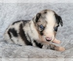 Puppy 7 Australian Shepherd