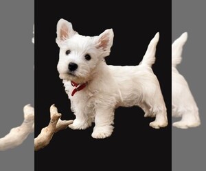West Highland White Terrier Puppy for sale in FILLMORE, CA, USA