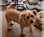 Small Cairn Terrier