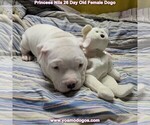 Small Photo #30 Dogo Argentino Puppy For Sale in JANE, MO, USA