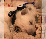 Small Photo #8 German Shepherd Dog Puppy For Sale in WASHINGTON, NJ, USA