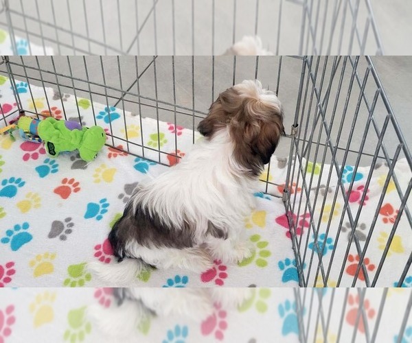 Medium Photo #10 Shih Tzu Puppy For Sale in ORO VALLEY, AZ, USA