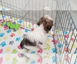 Small #9 Shih Tzu