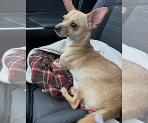 Chihuahua Dogs for adoption in Gibbstown, NJ, USA